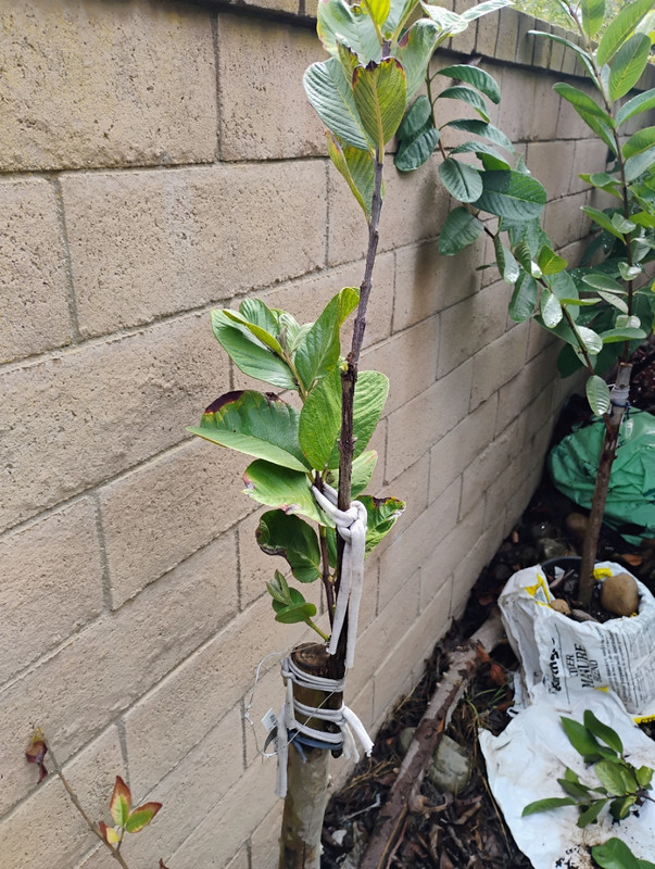 IMG_20251015_110241800_AE