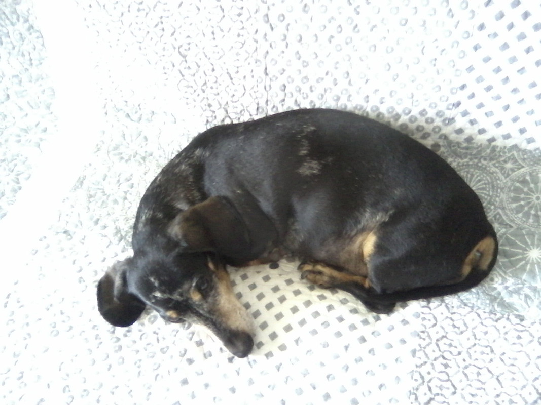 [Image: P11-08-17-12-36.jpg]