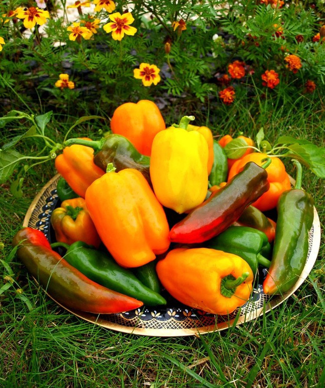 Перец Какаду на рынке популярность и спрос на экзотические овощи