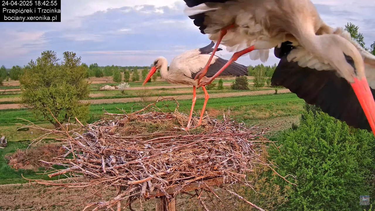 24042025bociany17