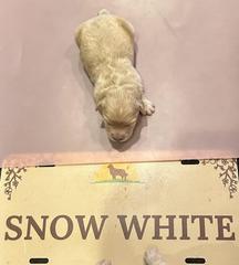 snow female