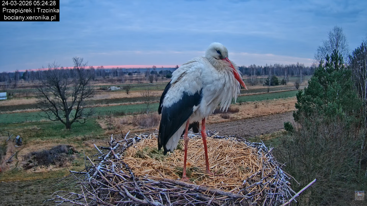 24032026bociany 1
