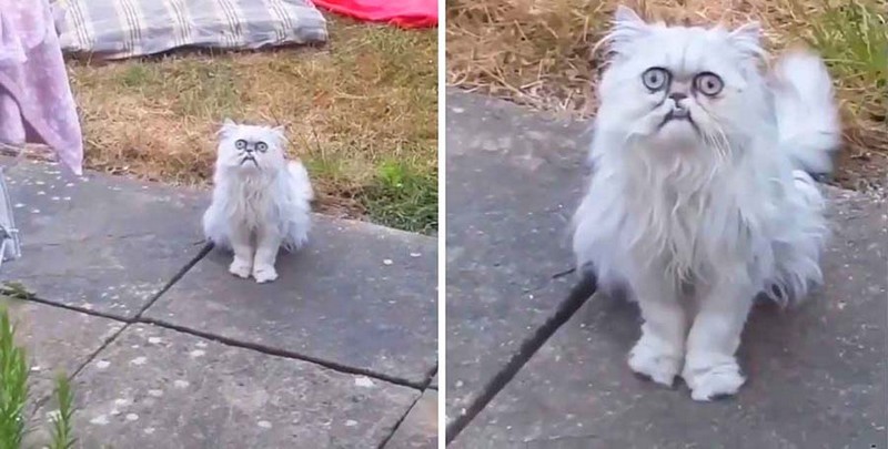 Коты с необычной внешностью