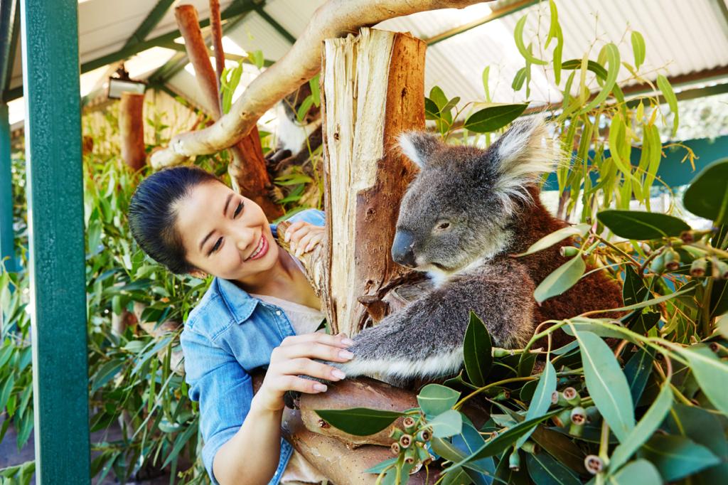 Koala di Caversham Wildlife Park