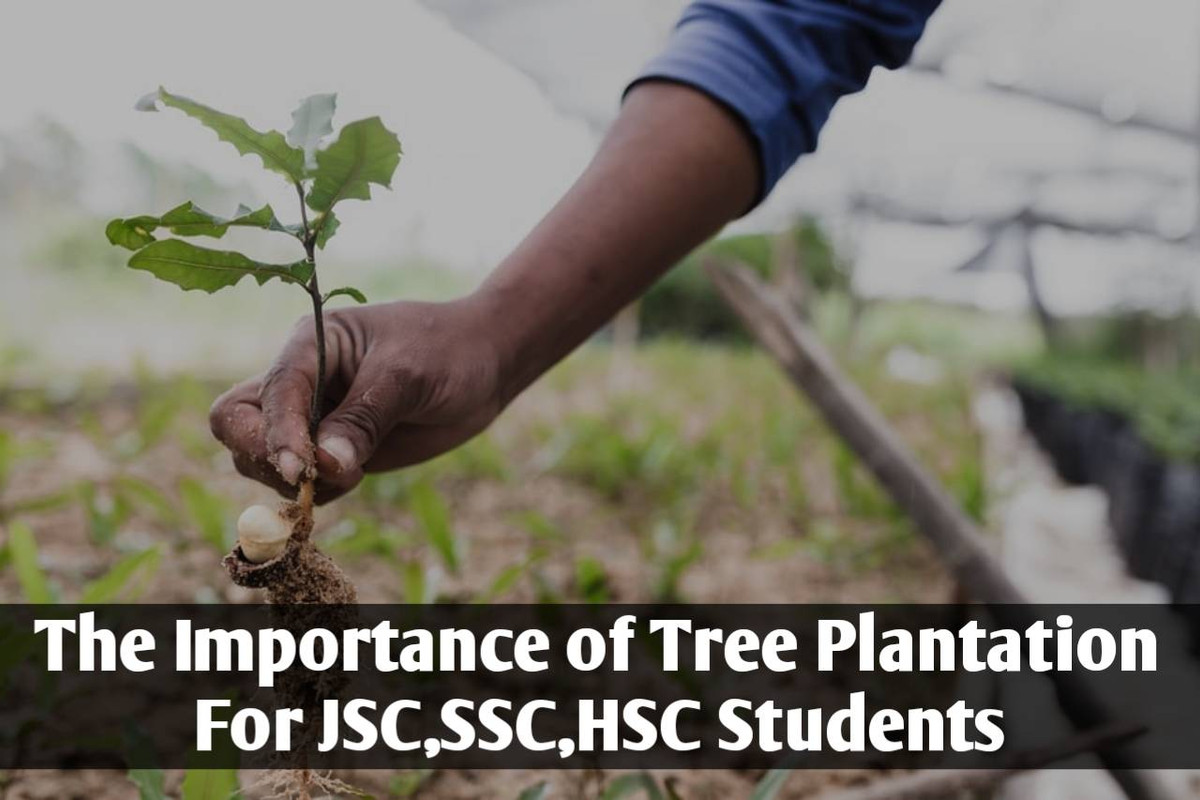 importance of tree plantation assignment