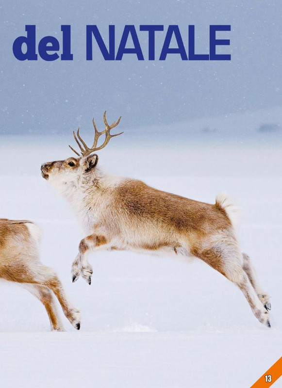 Foc Wil - Dic 2023 (2)