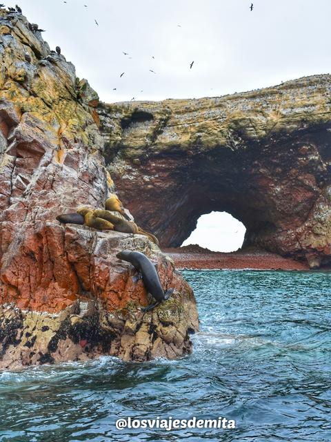 3 SEMANAS EN PERÚ del Amazonas a Machu Picchu 2019 - Blogs de Peru - Día 5. Paracas Isla Ballestas, reserva y Oasis Huacachina (4)