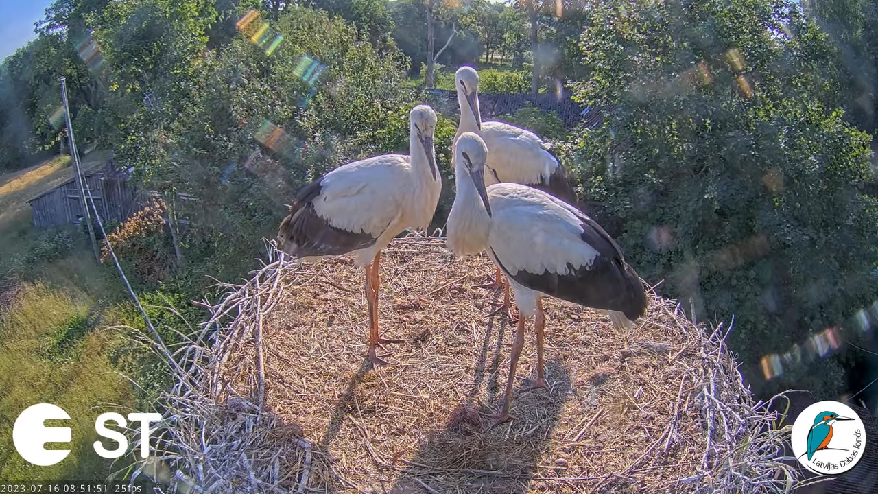 Baltie stārķi (Ciconia ciconia) Tukuma novadā - LDF tiešraide __ White storks in Tukums, Latvia 10-7