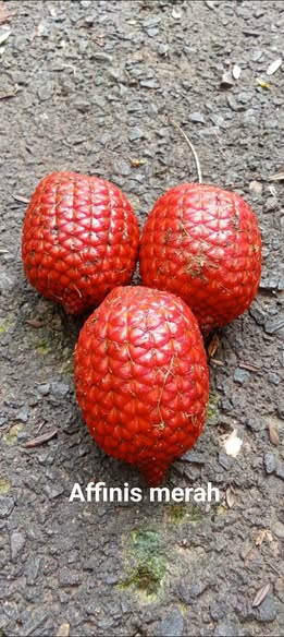 594906614 2151641092035190 7677500597102463589 n