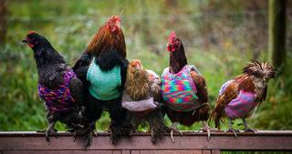 2501698-img-slepice-svetr-zima-v0