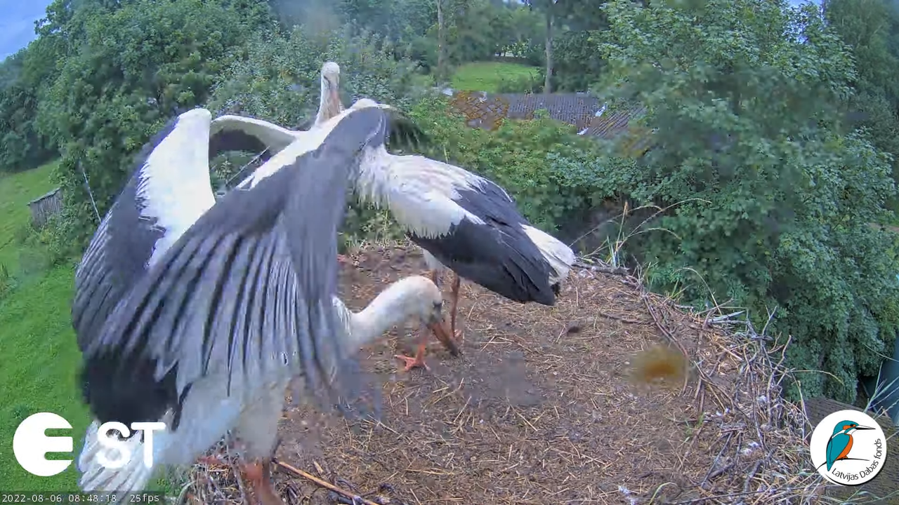 Baltie stārķi (Ciconia ciconia) Tukuma novadā - LDF tiešraide __ White storks in Tukums, Latvia 10-4