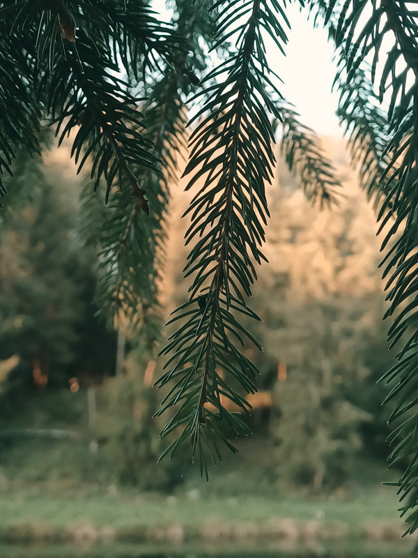 Sirvėtos regioninis parkas