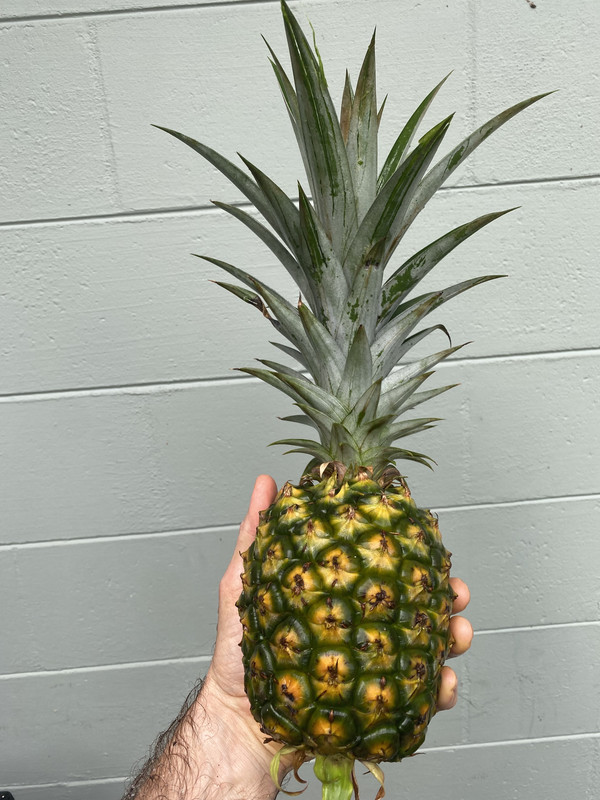 J42 Pineapple3