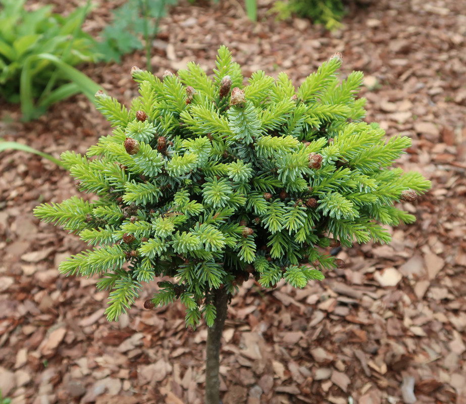 Picea omorika Talaga 4