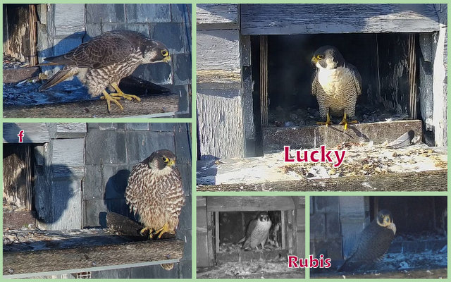 Les faucons pèlerins d'Illkirch-Graffenstaden. Lucky en  Rubis(Duitsland) met ring S/PC - Pagina 2 Przechwytywanie-w-trybie-pe-noekranowym-27-01-2024-200938