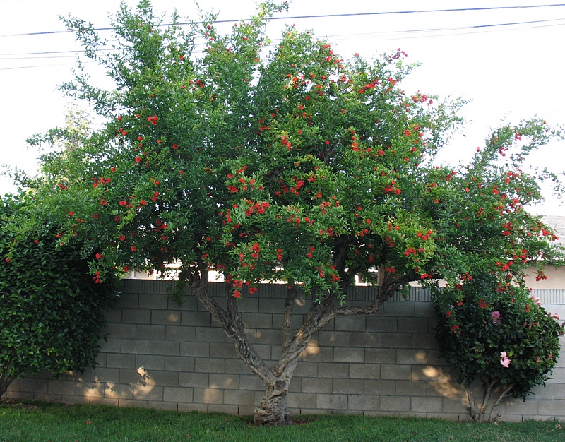 pom-tree.jpg