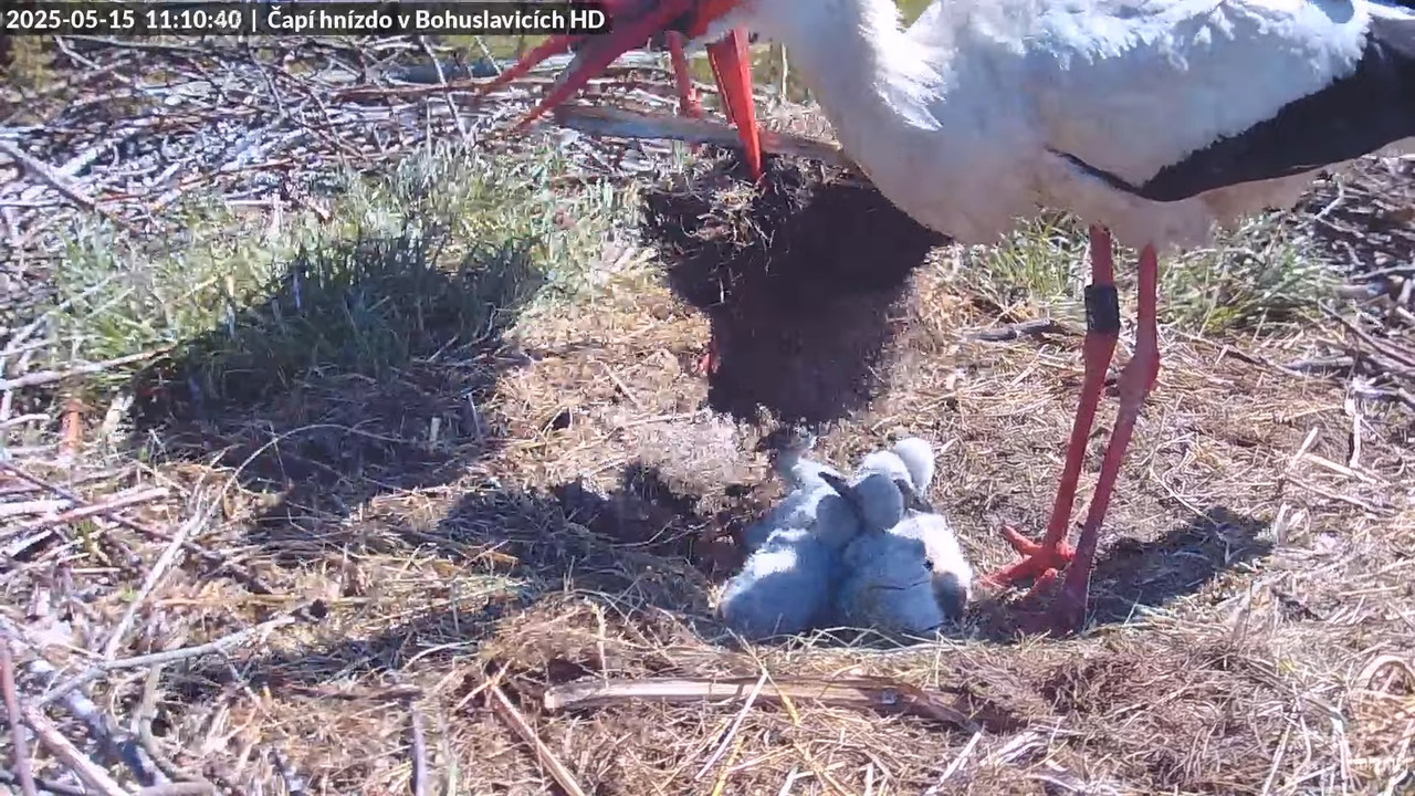 Živě z čapího komína v Bohuslavicích u Trutnova v HD 12-7-44 screenshot