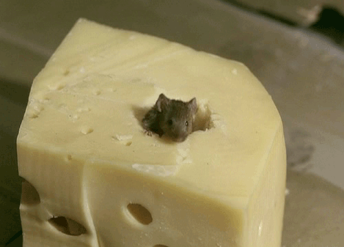 cheese-with-mouse-inside-yi9n4nie3dzankme.gif