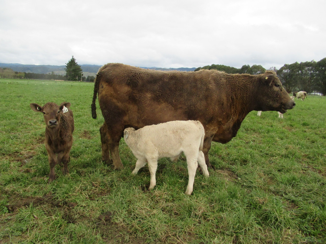 IMG_2459 twins 516 and 517 with Flower