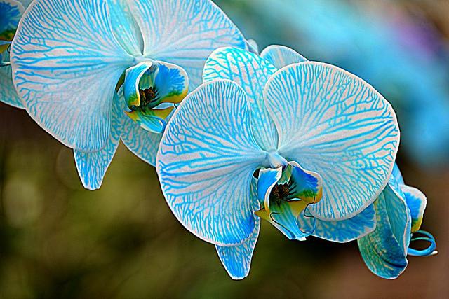Символ стабильности и спокойствия синие орхидеи в японской культуре и их значение в фэн-шуй