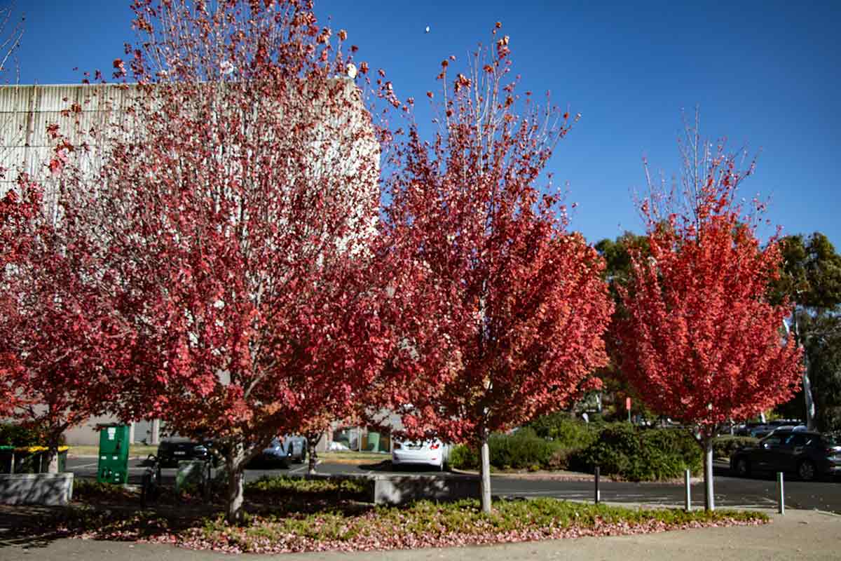 Autumn trees