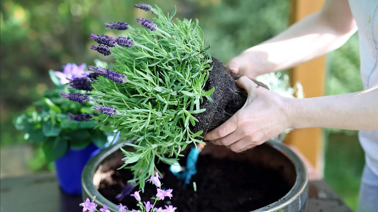 ¿Cómo reproducir la lavanda?