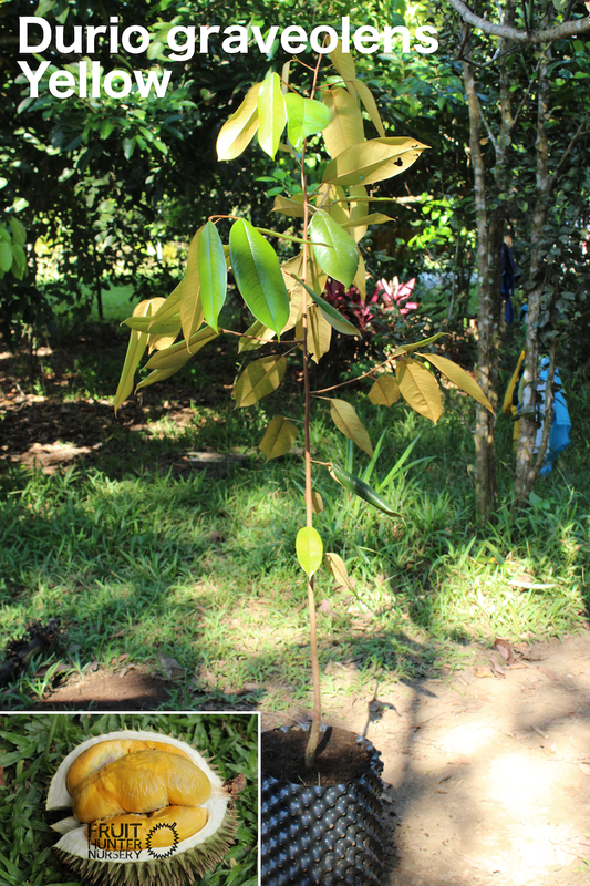 graveolens_yellow small