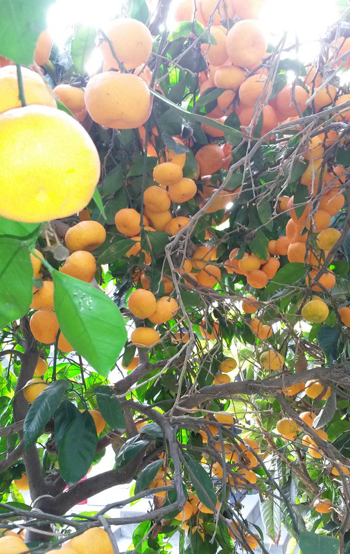 Mas-Sat-pic9(12-4-21)