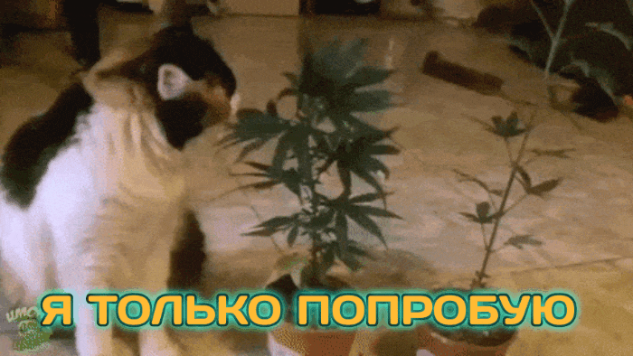 GIF-20250829-090828-024.gif