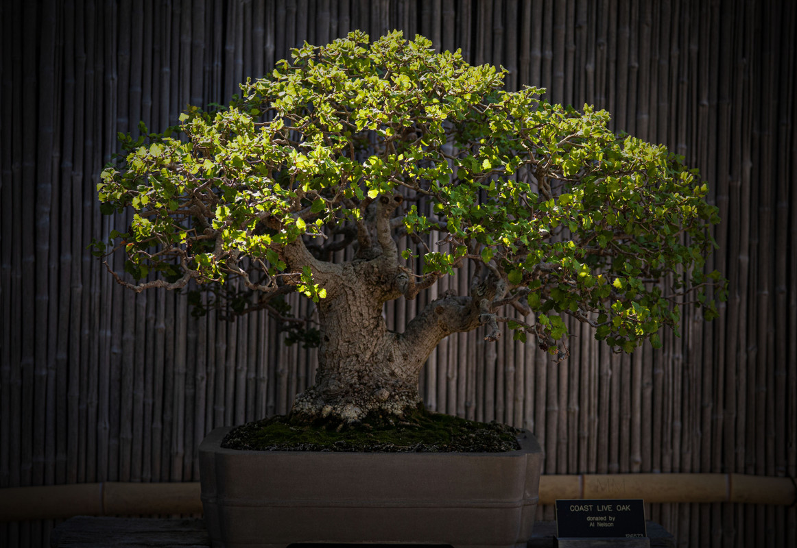 [Image: bonsai_11amm.jpg]