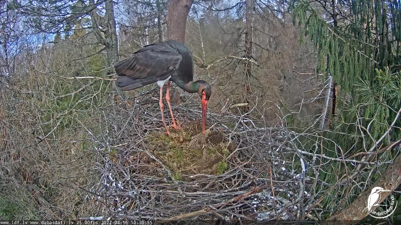 Melnais stārķis (Ciconia nigra) Siguldas novadā - LDF tiešraide 13-39-5 screenshot