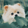 Cute-B-1