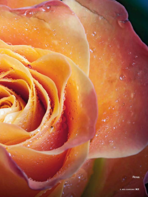 Il Mio Giar Mag-Giu 2020 (6)