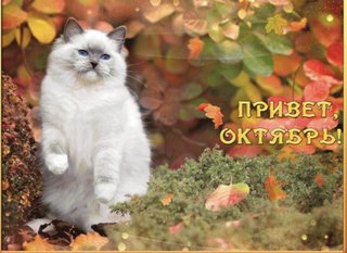 https://i.postimg.cc/NFFRtRRP/CAB12-E1-F-A7-D1-4330-95-FB-EE3458530-AC0.jpg