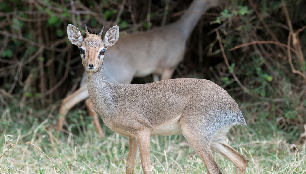 Big Five safari in Maasai Mara Kenya