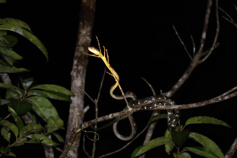 Borneo (P.N. Tanjung Puting) - Singapur e Indonesia 2018 (21)