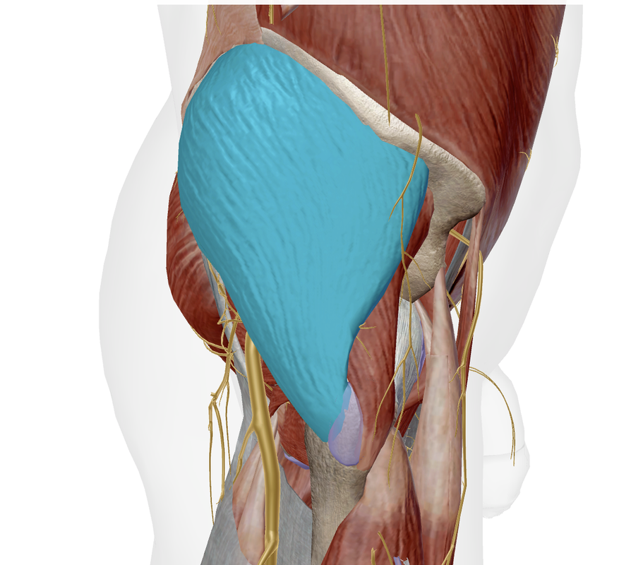 Muscle Moyen Fessier