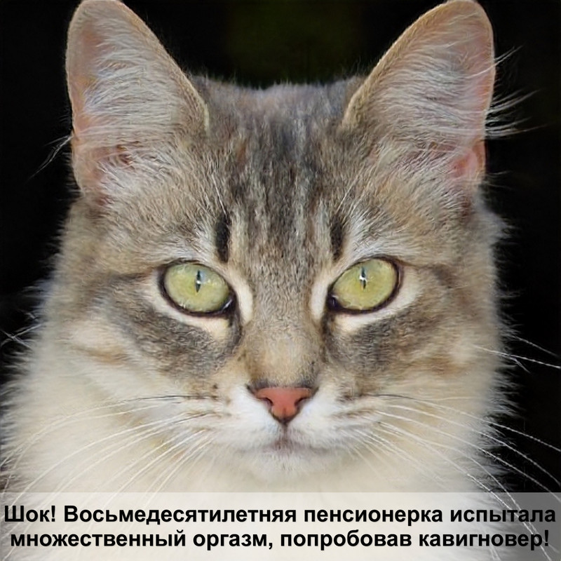 monge корм для кошек