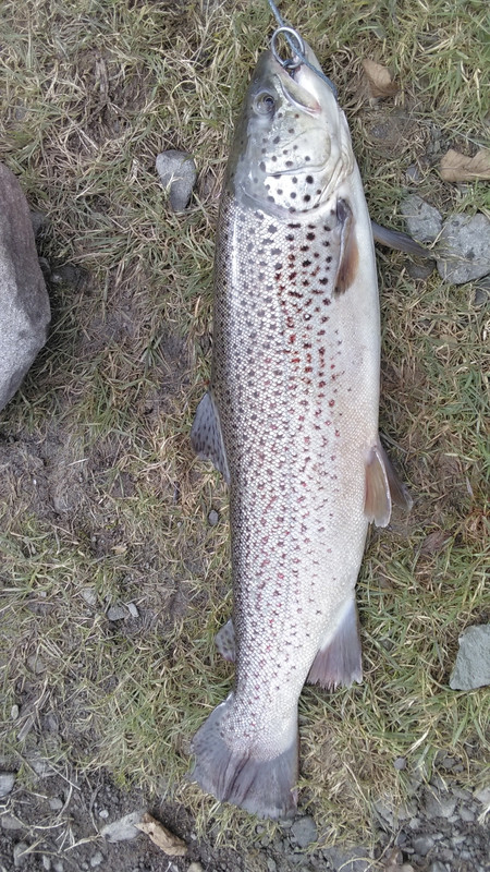 bigpondbrown