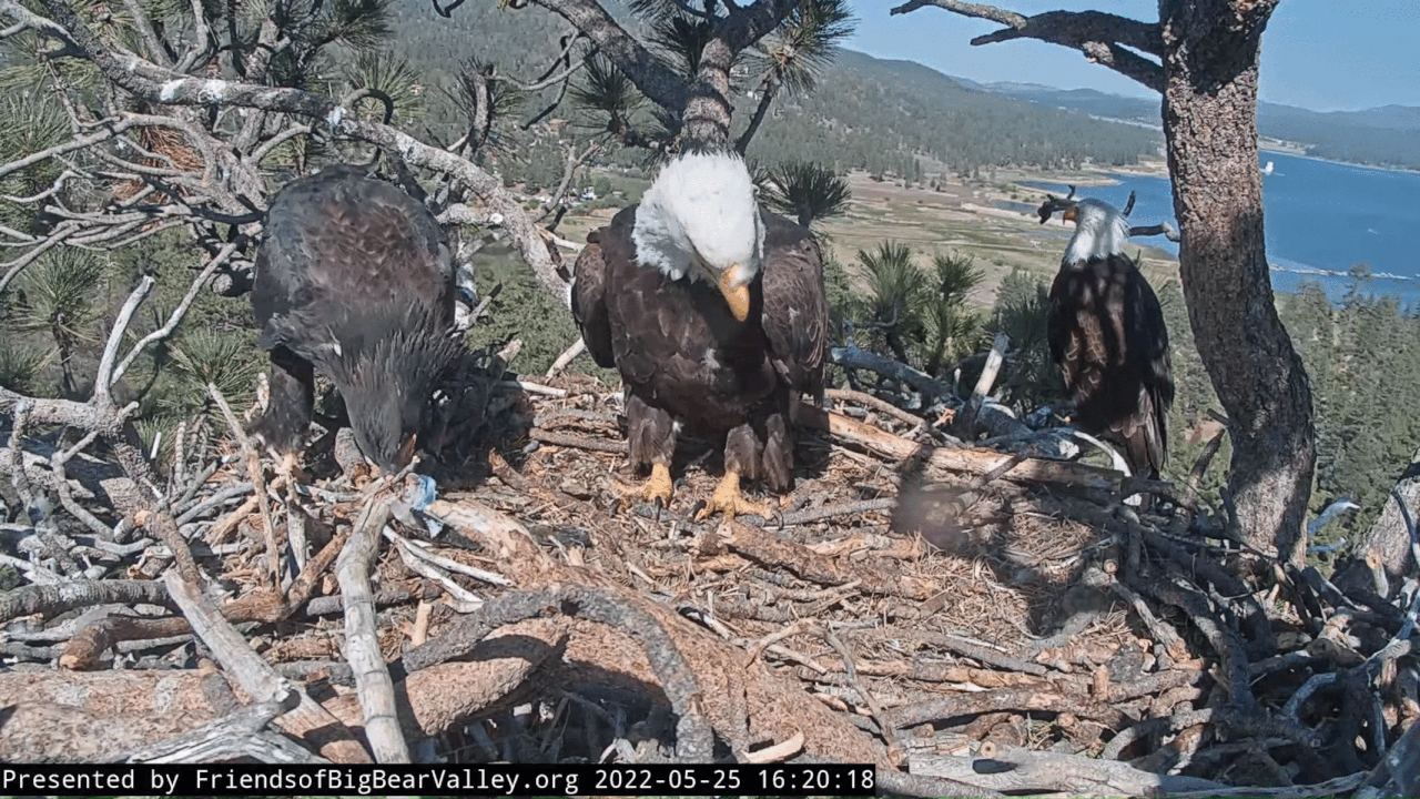 Webp.net-gifmaker (7)