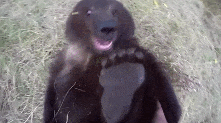 daily-gifdump-3405-18.gif