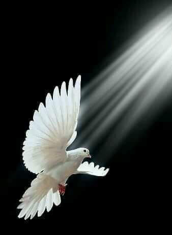 [Image: 4-EF8-CED4-CAF8-491-F-843-E-FB174-DB6-BCE8.jpg]