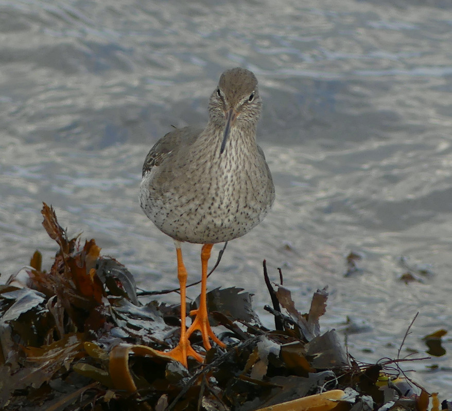 REDSHANK 93 151124