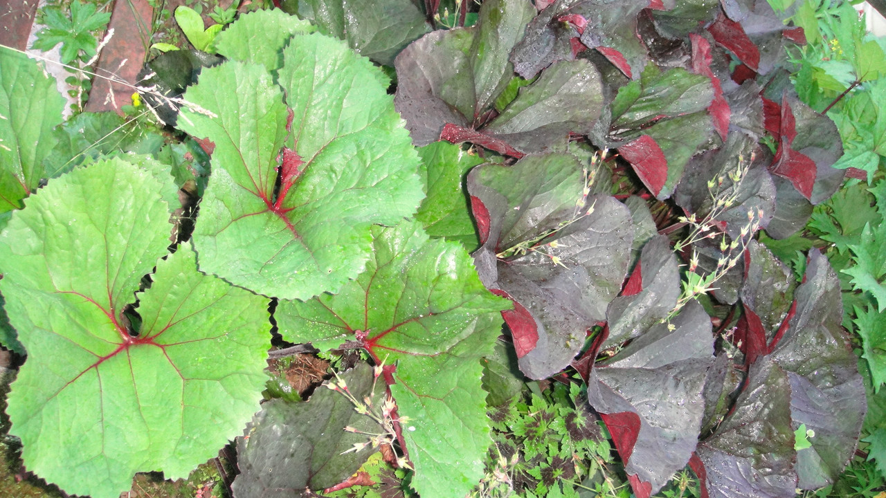 бузульники Отелло и Дездемона