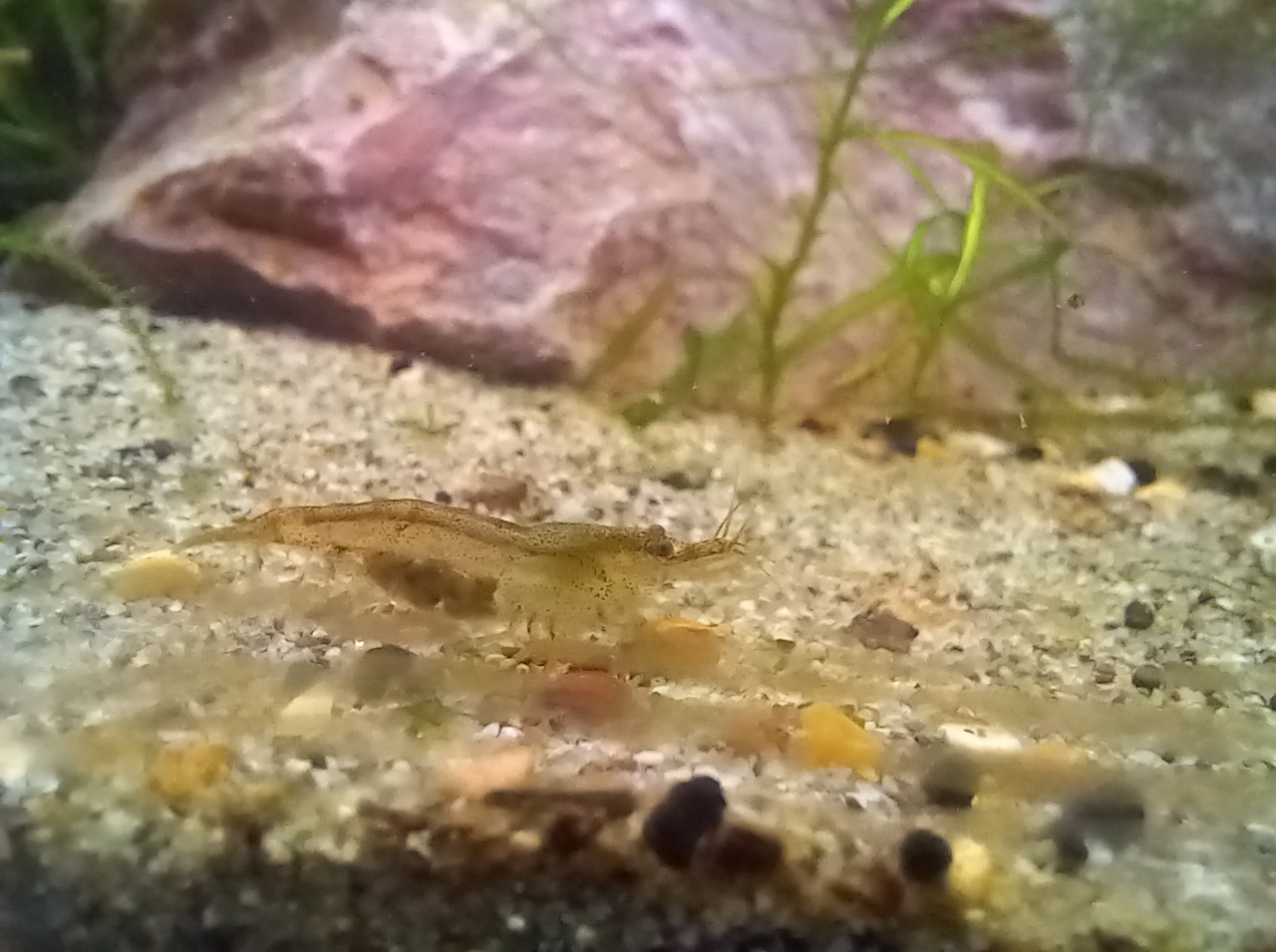 Female Shrimp