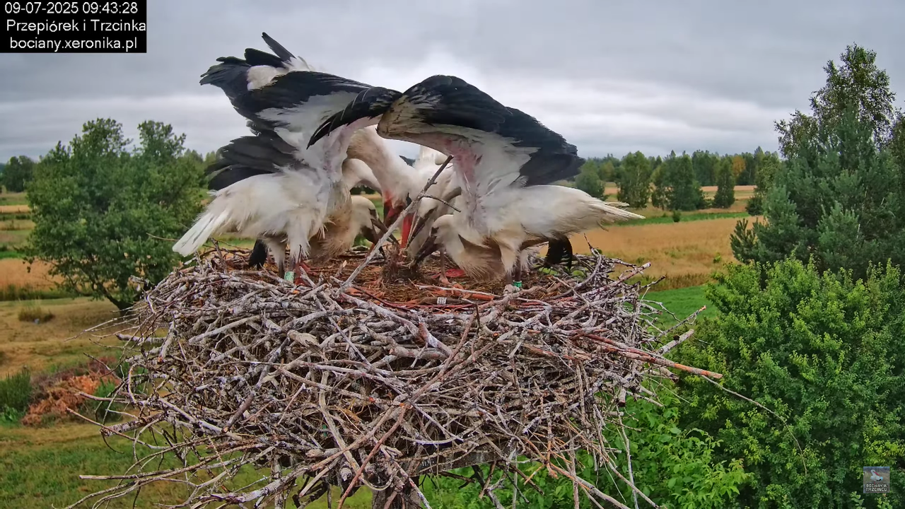 09072025bociany38