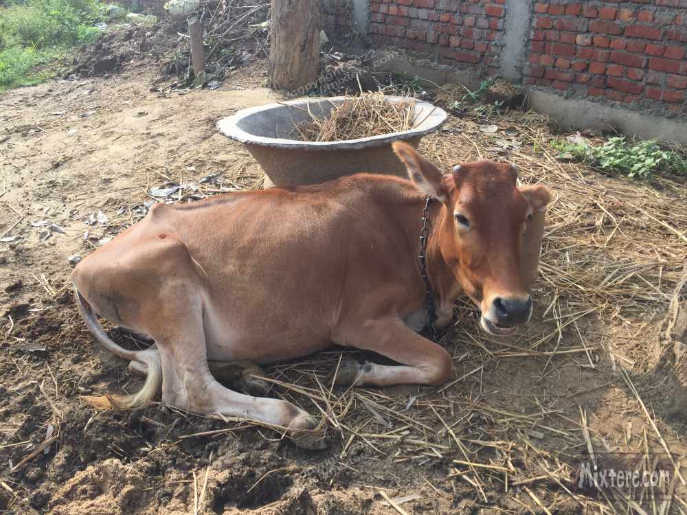 BBG&B4BackinBodhGayaPics - 3