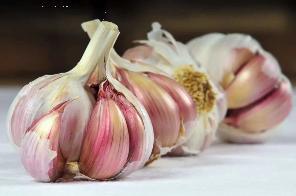 Qué dicen los expertos sobre si es bueno consumir ajo por las noches