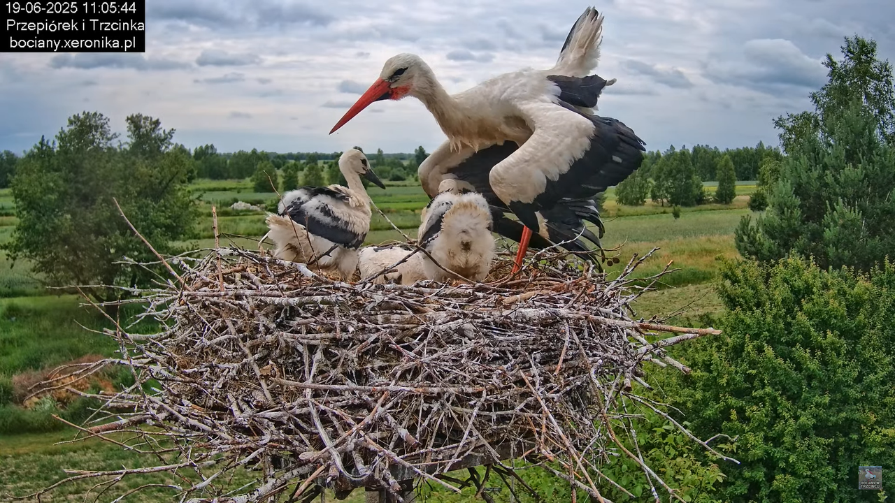 19062025bociany30