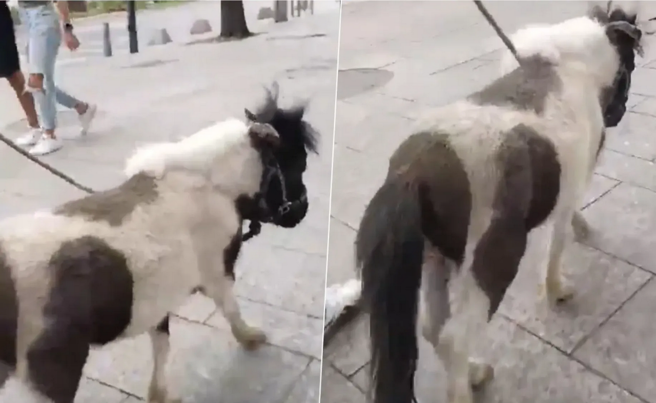 Sorprendente paseo por Polanco: Mujer acompaña a su pony en las calles